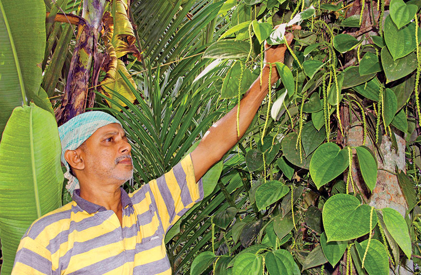 Beeran Kutty with his amazing betel vines